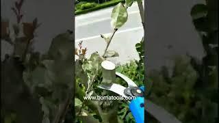 BOMA TOOLS Professional 25mm Electric Fruit Pruning Shear Electric Bypass Pruner China