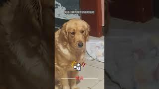 金毛拆家被主人抓包教訓現場 狗狗諂媚多變的表情令人又好氣又好笑 #金毛 #狗狗 #可愛 #意外 #有趣 #dog #cute #amazing #funny #shorts