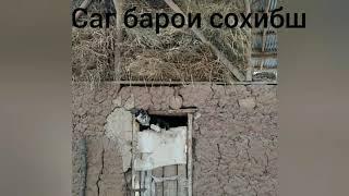 Ин саг хамаро хайрон кард/Аз Баландии 2 метр чахид/ сагчанг дар точикистон 2021