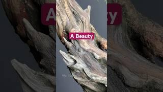 The Beauty of a Bonsai Tree