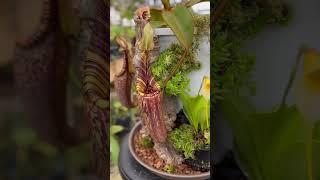 A moment for our Nepenthes mollis  #plants #greenhouselife #houseplants #nepenthes #exoticplants