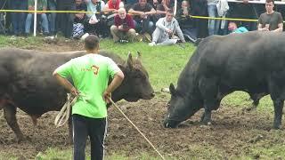 MEDONJA VS MILOVAN LISKOVICA 2023 KORIDA