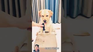 Dog's funny reaction #dog #puppy #labrador #funny #pets #comedy #greenscreen #duet #action