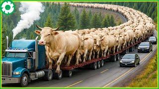 Transport 8.8M of Cows This Way - Biggest Heavy Equipment Machines | Heavy Machinery