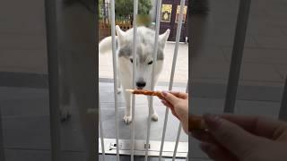 Dogs Surprised Their Owner 