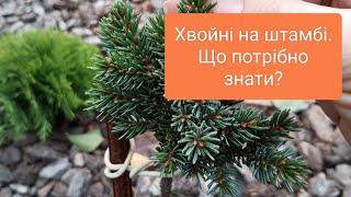 Привиті рідкісні хвойні. Питання від початківців.