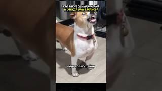 Кто такие скинволкеры?