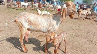 Madrasa Bakra Mandi Makhi cheeni bacchon wali bakriyan Ajmal TV Hasilpur