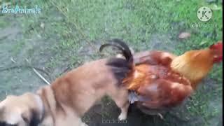 tingkah lucu aneh ayam kawin dengan anjing