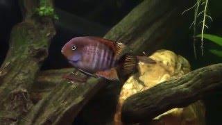 T Bar Cichlid (Cryptoheros Sajica)