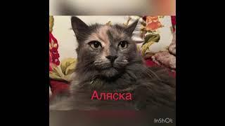 Кошка Аляска