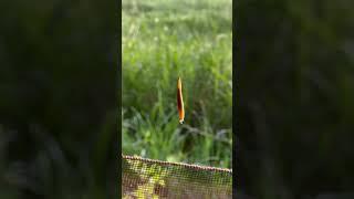 I didn’t know it could do that.  #slug #nature #outdoors #weird #animals #spiderman #shorts