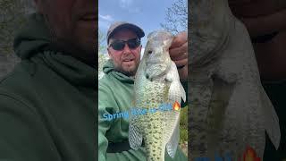 Big Spring Crappie #spring #crappie #crappiefishing #fiya #catchandrelease