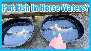 Quick Q&A : Should You Put Fish In Horse Water Buckets?