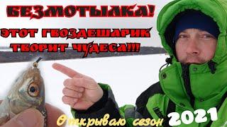 Безмотылка 2021!Поклёвки и проводки!