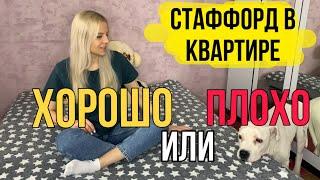 Стаффорд в квартире | Стоит ли заводить собаку в квартире