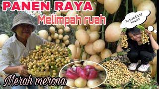 PANEN RAYA MELANDA MERAJA LELA BUAH MENTENG /KEPUNDUNG DI KEBUN MM BESTIE ‼️ Bersama SILIPI