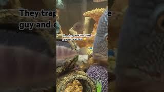 The only sucks about being a fish keeper is you don’t know when your fish is gonna get killed #short