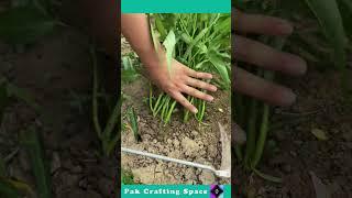 The Process Of Cutting Plants With A Cleaver