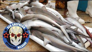 57 Dead Sharks In One Gillnet Found by Sea Shepherd