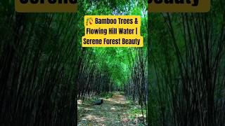  Bamboo Trees & Flowing Hill Water | Serene Forest Beauty by NaturalBeauty349