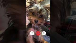 #йорки #йоркимини #подписка #yorkshireterrier #йоркирулят #росия #молдова #funnyshorts