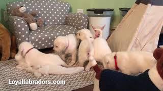 English White Labrador Retriever Puppies have a nursery!  Loyal Labradors