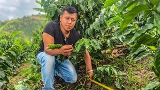 Medidas Esenciales Para Una Buena Siembra Exitosa En Nuestro Cultivo De Café