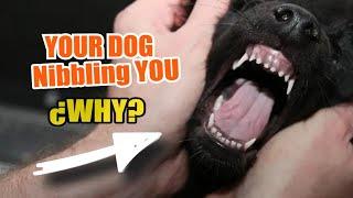 REASONS why your DOG Nibbling YOU  (with his Front Teeth)