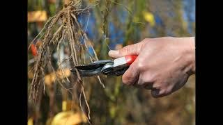 Посадка винограду-поради досвідченого садівника