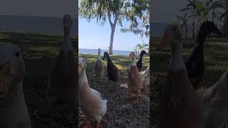 Runner ducks exploring. #ducks #runnerduck #florida #waterfowl #pets #quackers #youtubeshorts