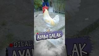 Geboy Si Ayam Galak | Dibalik Layar #marvincalla