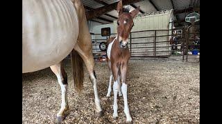 LIVE Baby Foals First Lesson and Human Interaction