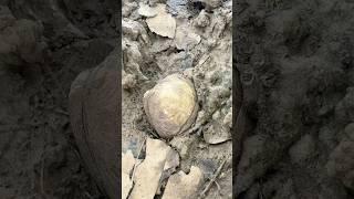 Natural PEARLS in Clam Found #clam #pearls #crystals #survival #shorts