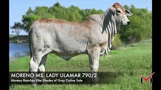 MORENO MS. LADY ULAMAR 790/2