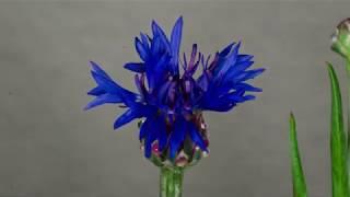 Time lapse: Centaurea cyanus 'Cornflower' blooming