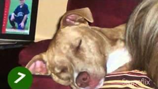 My  DOGS