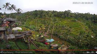 Tegallalang rice fields, Bali. Online webcam. BaliForum & Rice terrace cafe