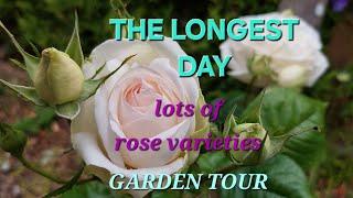 David Austin roses 2025  English rose garden tour.          #garden