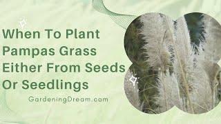 When To Plant Pampas Grass Either From Seeds Or Seedlings