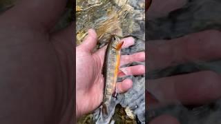 SOMEWHERE IN THE MOUNTAINS OF NC! #tenkara #fishing #troutfishing #northcarolina #flyfishing #gems