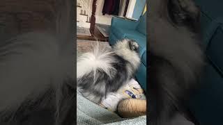 My Fluffy Dog Rolls Around Like An Adorable Goofball!