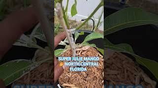 SUPER JULIE MANGO  NORTH CENTRAL FLORIDA #mangotree #gardening  #garden  #plant #rarefruit  #fruit