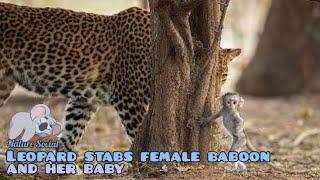 Leopard hunting baboon with baby