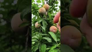 #farming #enjoyrurallife #naturerurallife #rurallife #vegetables #garden #rogator #short 86152