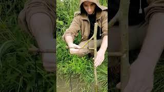 Fish trap #bushcraft #trap #fishing #survival