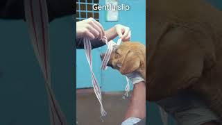 How to tie a bandage muzzle on a dog #veterinary #clinicalskills #animalhandling #vetacademy #shorts