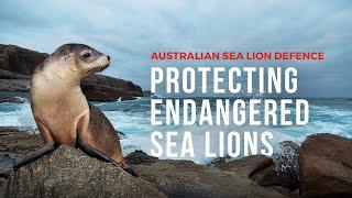 Protecting Endangered Sea Lions with a Brand New Campaign | Sea Shepherd Australia