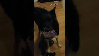 Border collie attempting to fetch toys! Training tricks