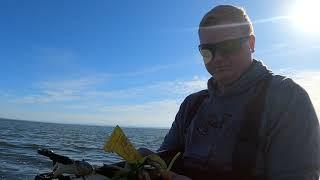 Wading for Dungeness Crab Washington State Episode 3